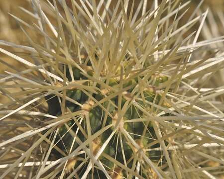 Image of teddybear cholla