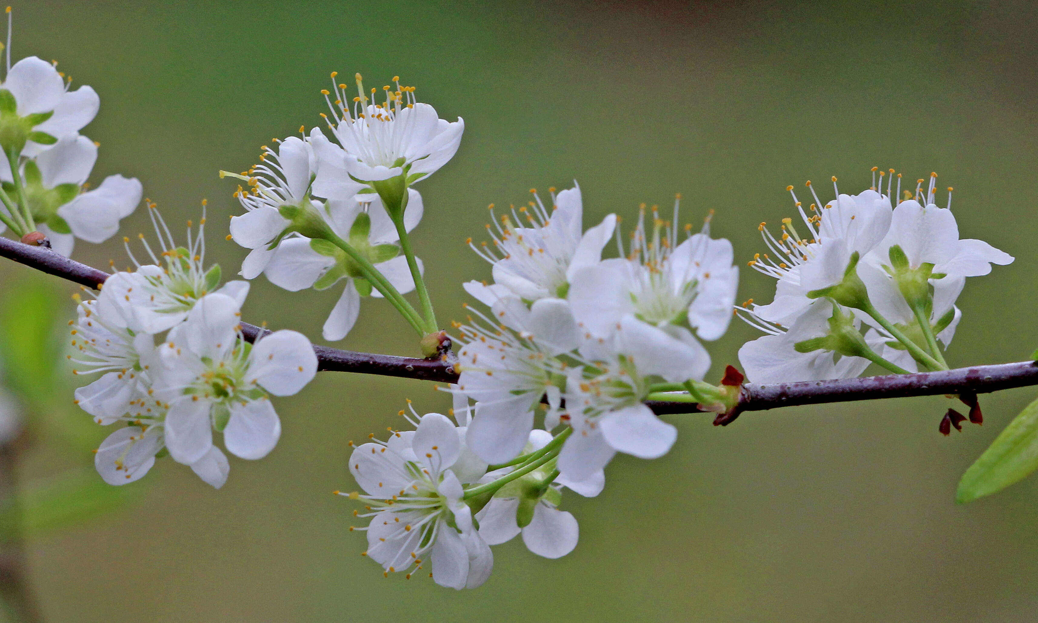 Prunus umbellata Ell. resmi