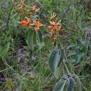 Image of Harpalyce hilariana var. speciosa (Taub.) Arroyo