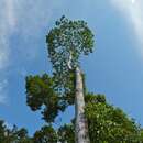 Image de Artocarpus tamaran Becc.