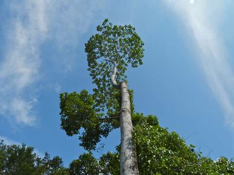 Image of breadfruit