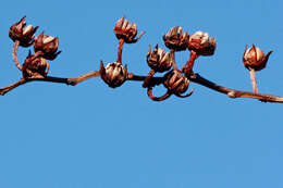 Lyonia lucida (Lam.) C. Koch resmi