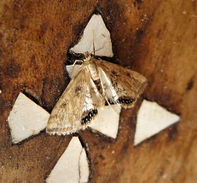 Image of Cataclysta lemnata Linnaeus 1758