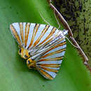 Image of Pityeja species