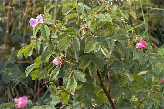 Image of Apple Rose