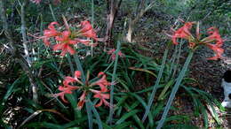 Слика од Hippeastrum stylosum Herb.