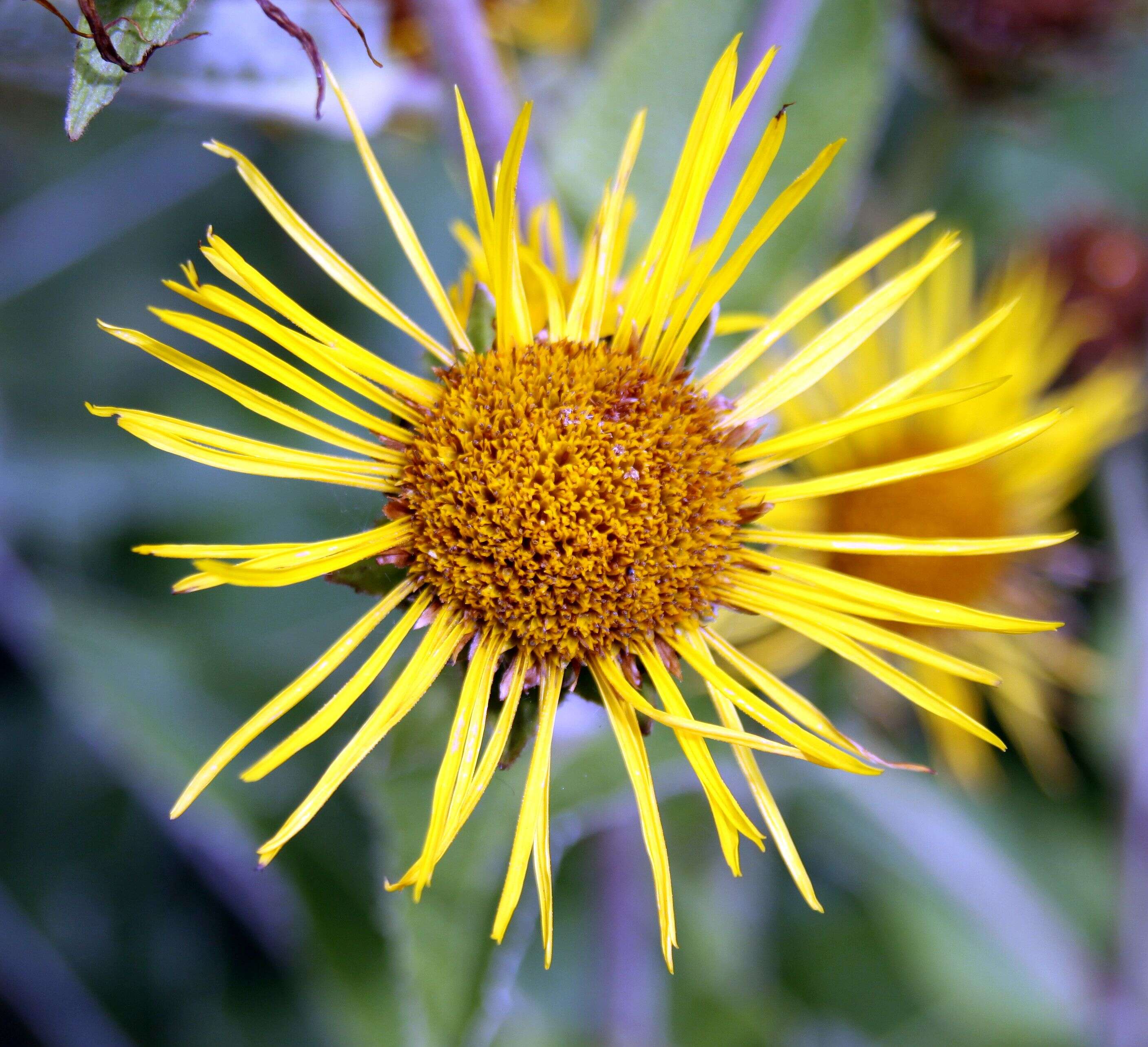 Inula helenium L. resmi