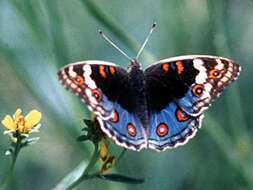 Plancia ëd Junonia orithya Linnaeus 1764