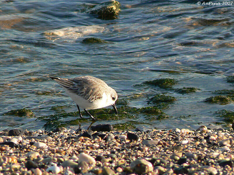 Image of Calidris Merrem 1804