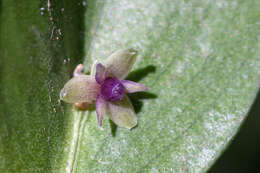 Image of butcher's broom