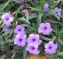 Image of wild petunia