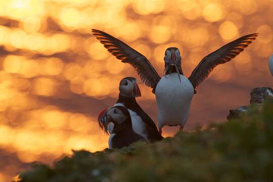 Image of Puffin