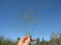 Image of Japanese Panic Grass