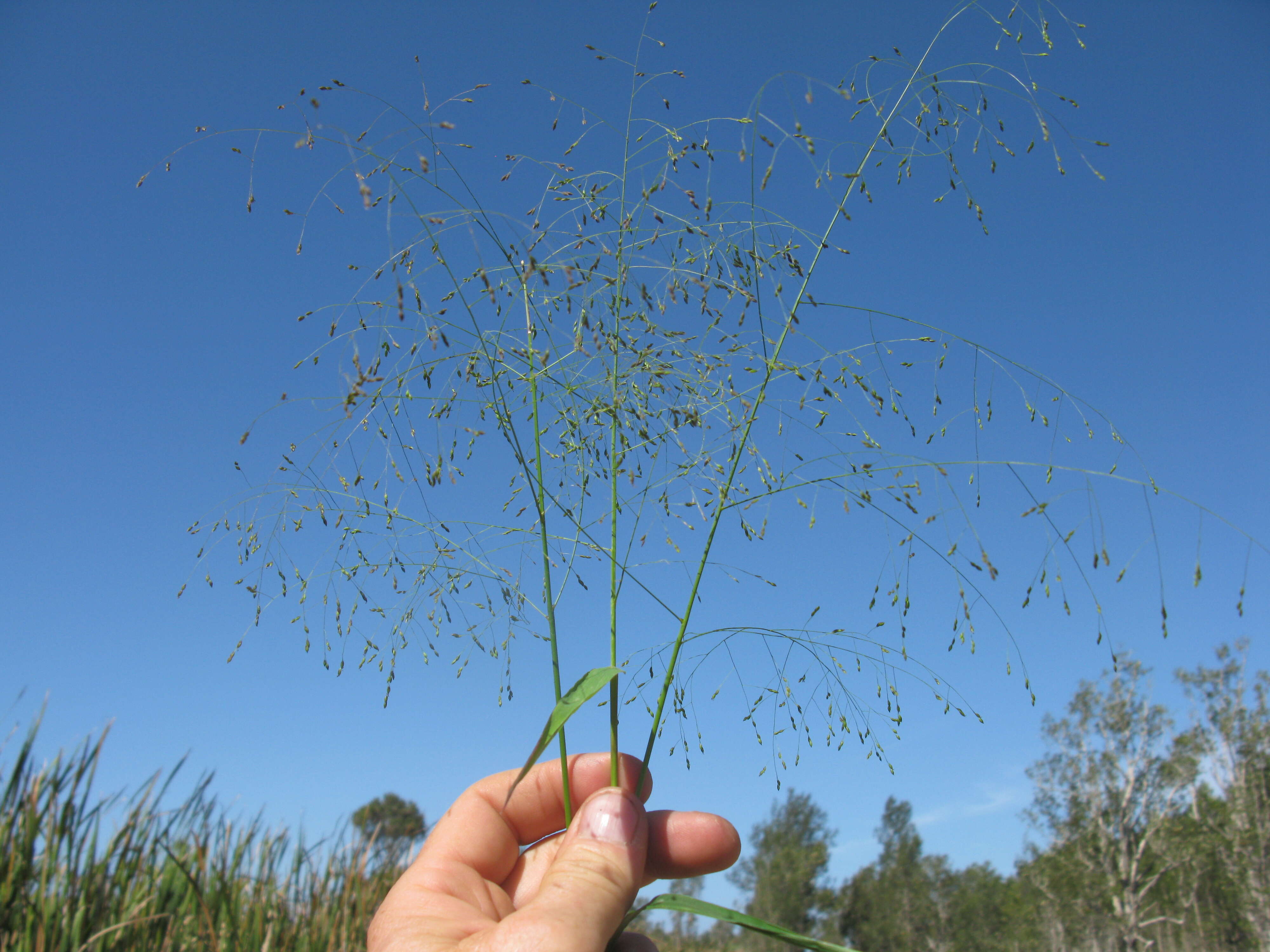 Imagem de Panicum bisulcatum Thunb.