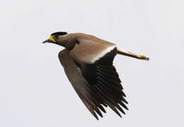 Image of Yellow-wattled Lapwing