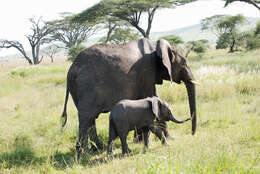 Image of African elephant
