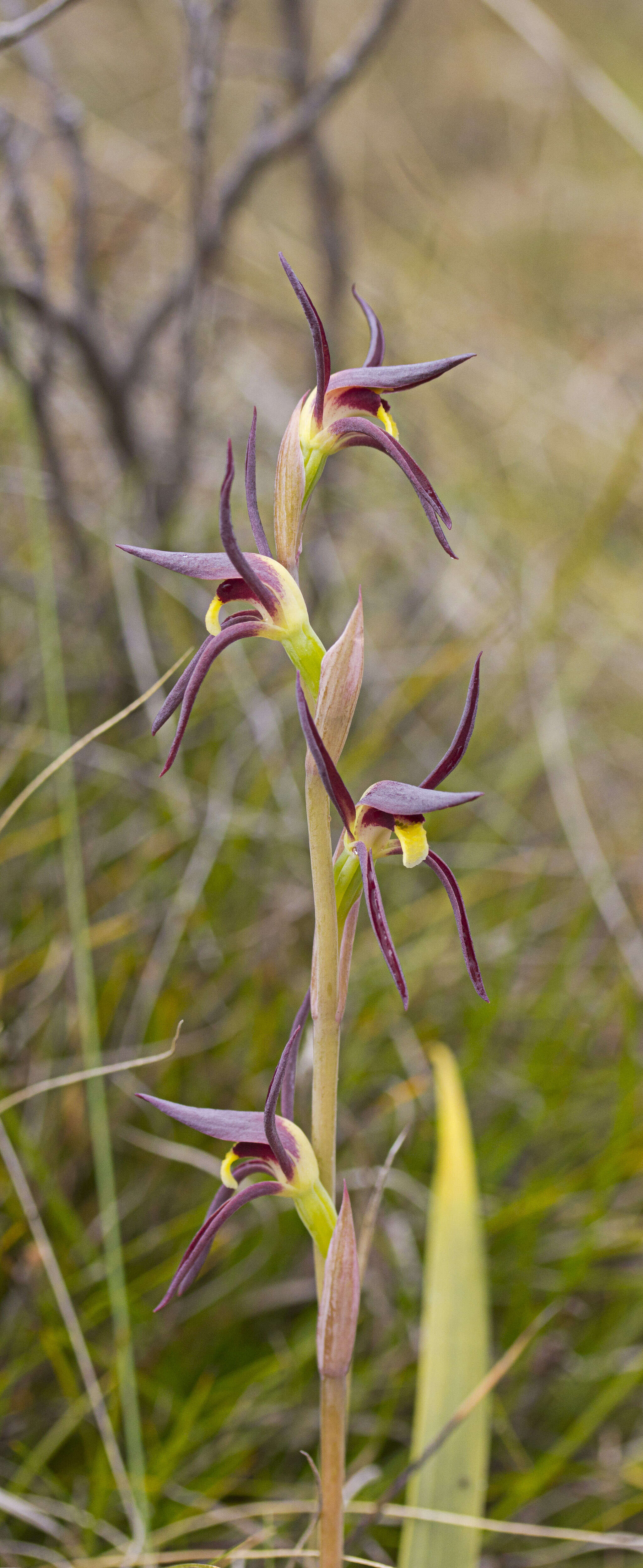 Image of Lyperanthus