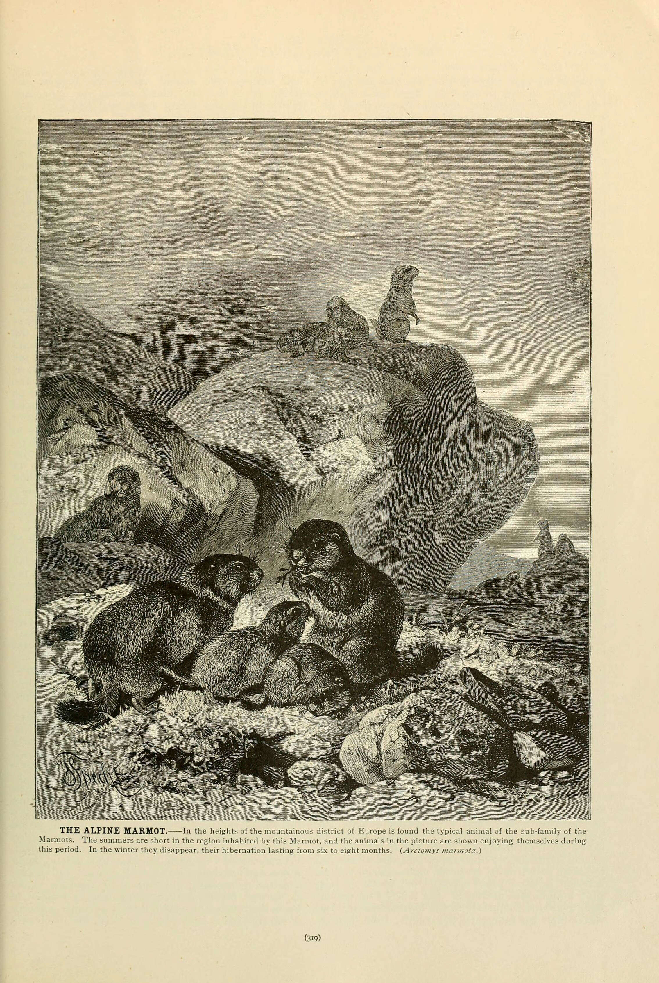 Image de Marmota subgen. Marmota Blumenbach 1779