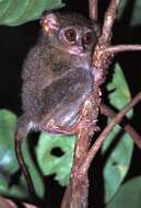 Image of tarsier