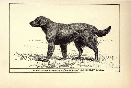 Plancia ëd Canis lupus familiaris Linnaeus 1758