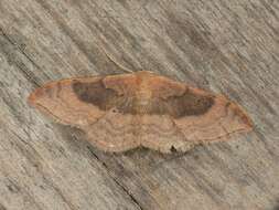 Image of Idaea