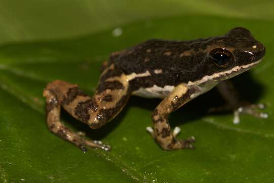 Image of Rocket Frogs