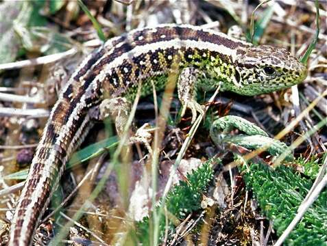 Image of Sand Lizard