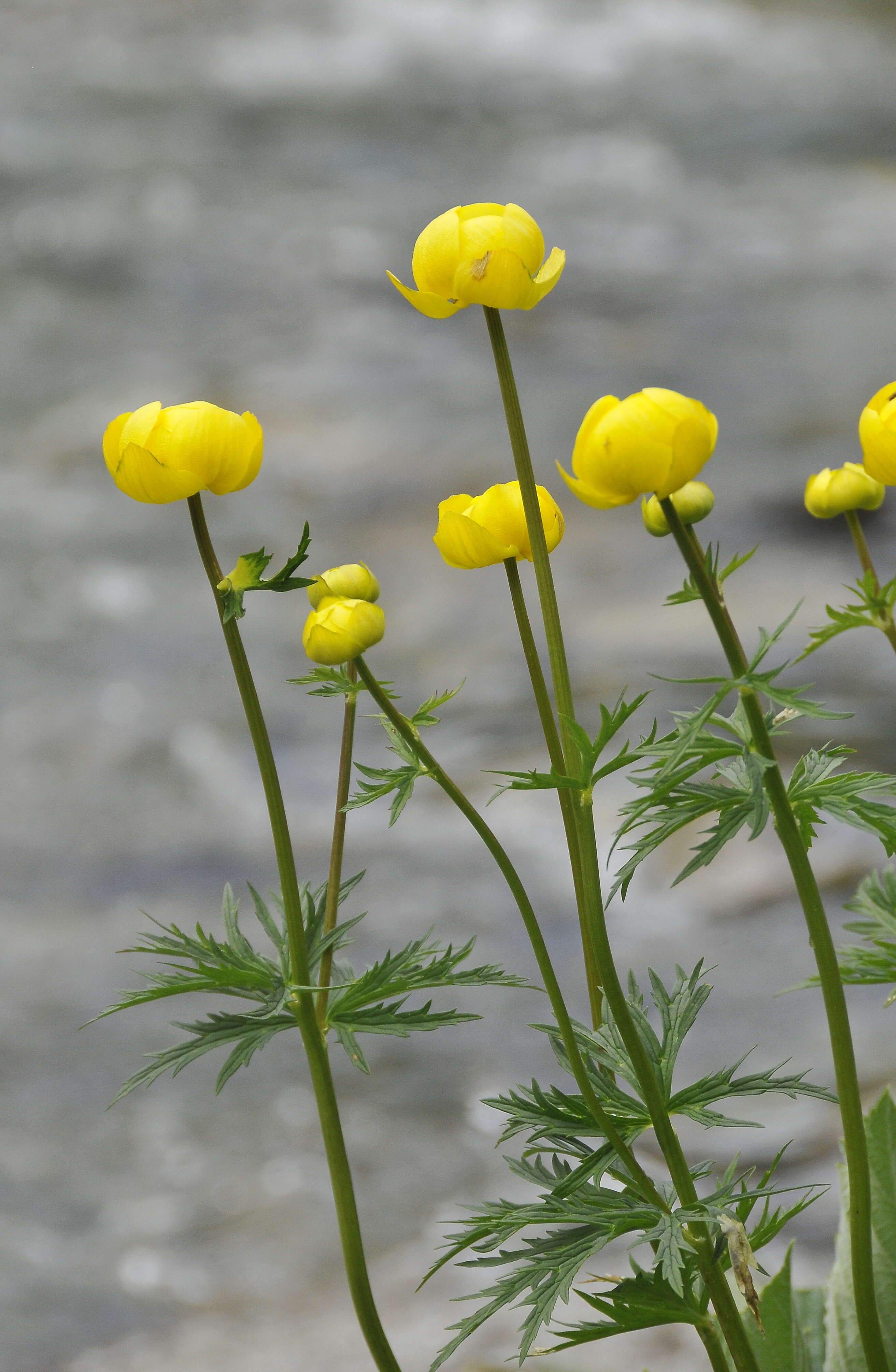 Image of globeflower