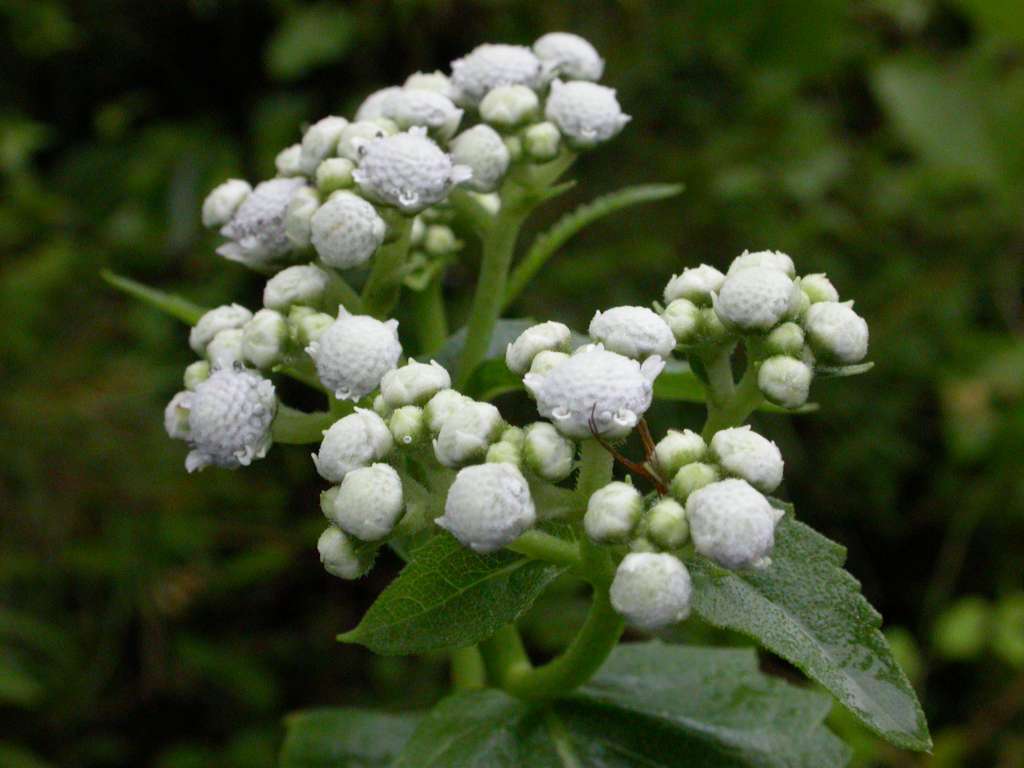 Sivun Parthenium auriculatum Britt. kuva