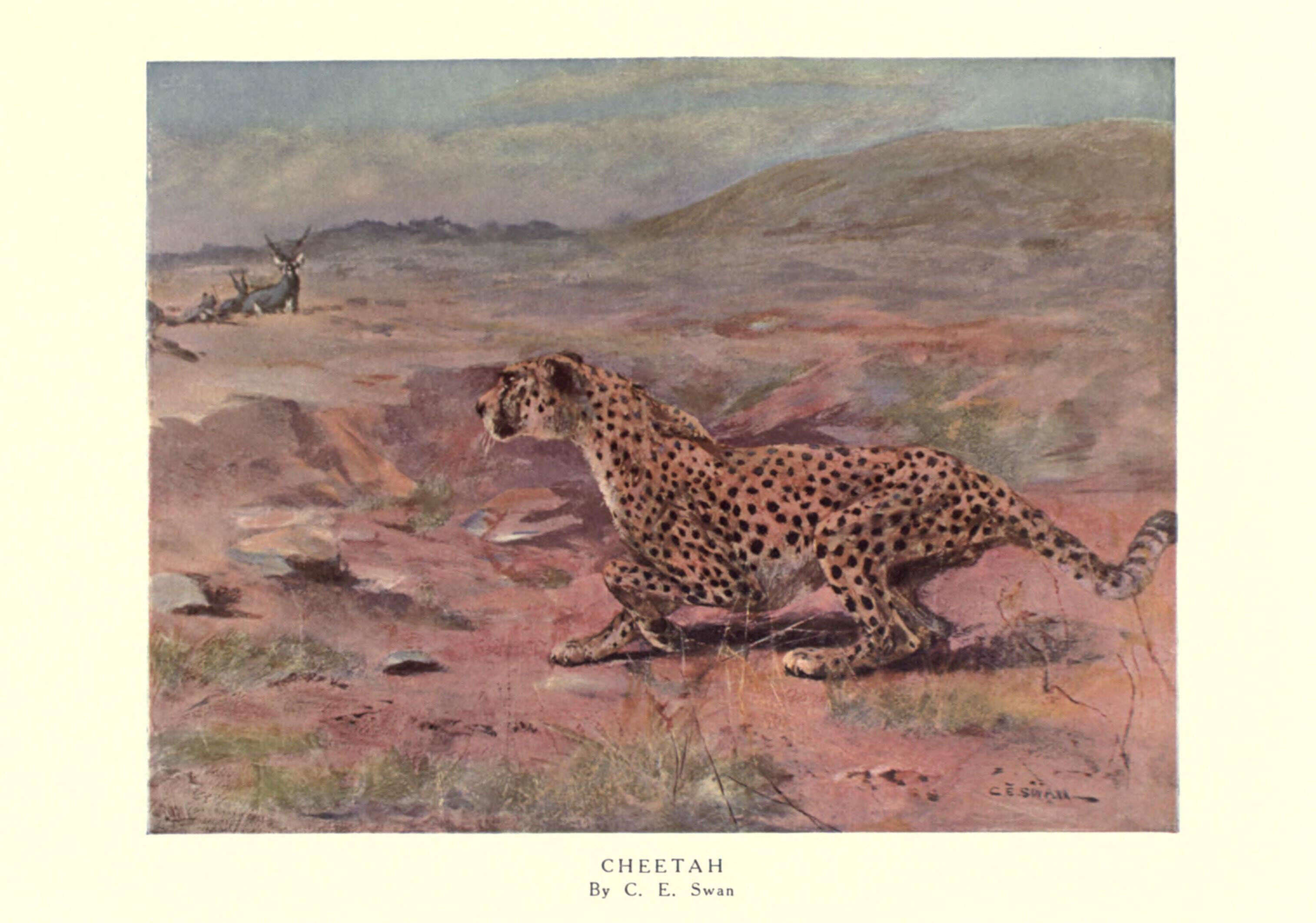 Image of Acinonyx Brookes 1828