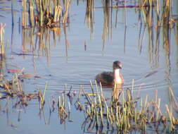 Image of Australasian Grebe