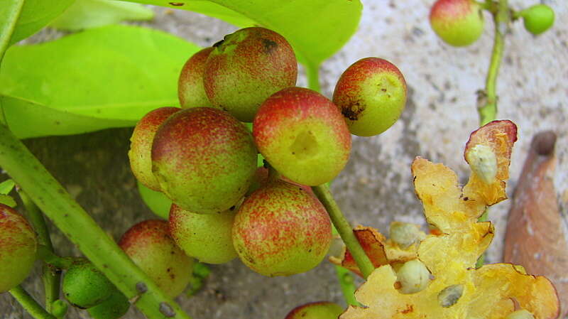 Image of Siparuna guianensis Aubl.