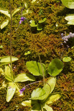 Image of Common butterwort