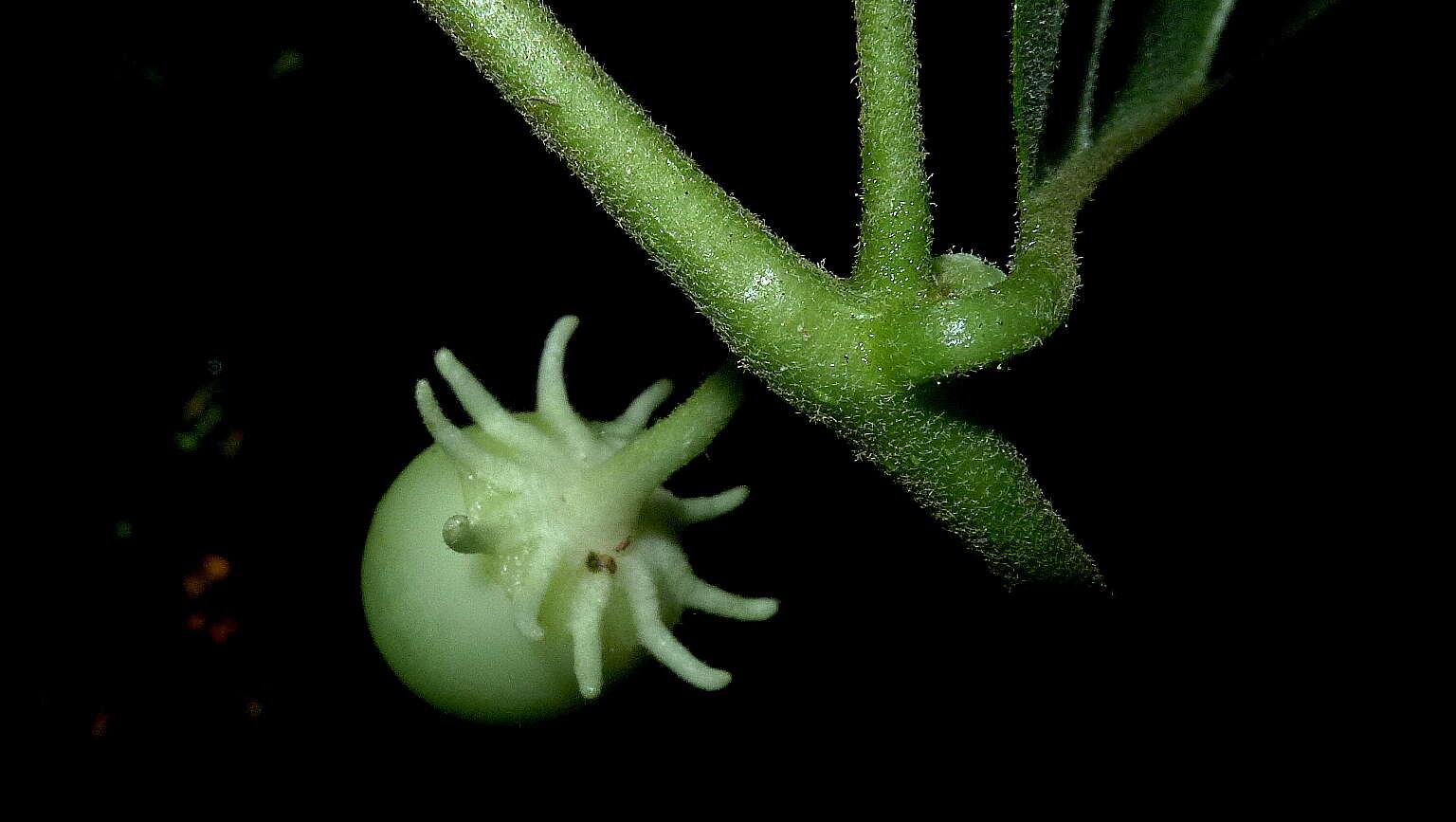 صورة Lycianthes pauciflora (Vahl) Bitter