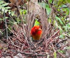 Image of Flame Bowerbird