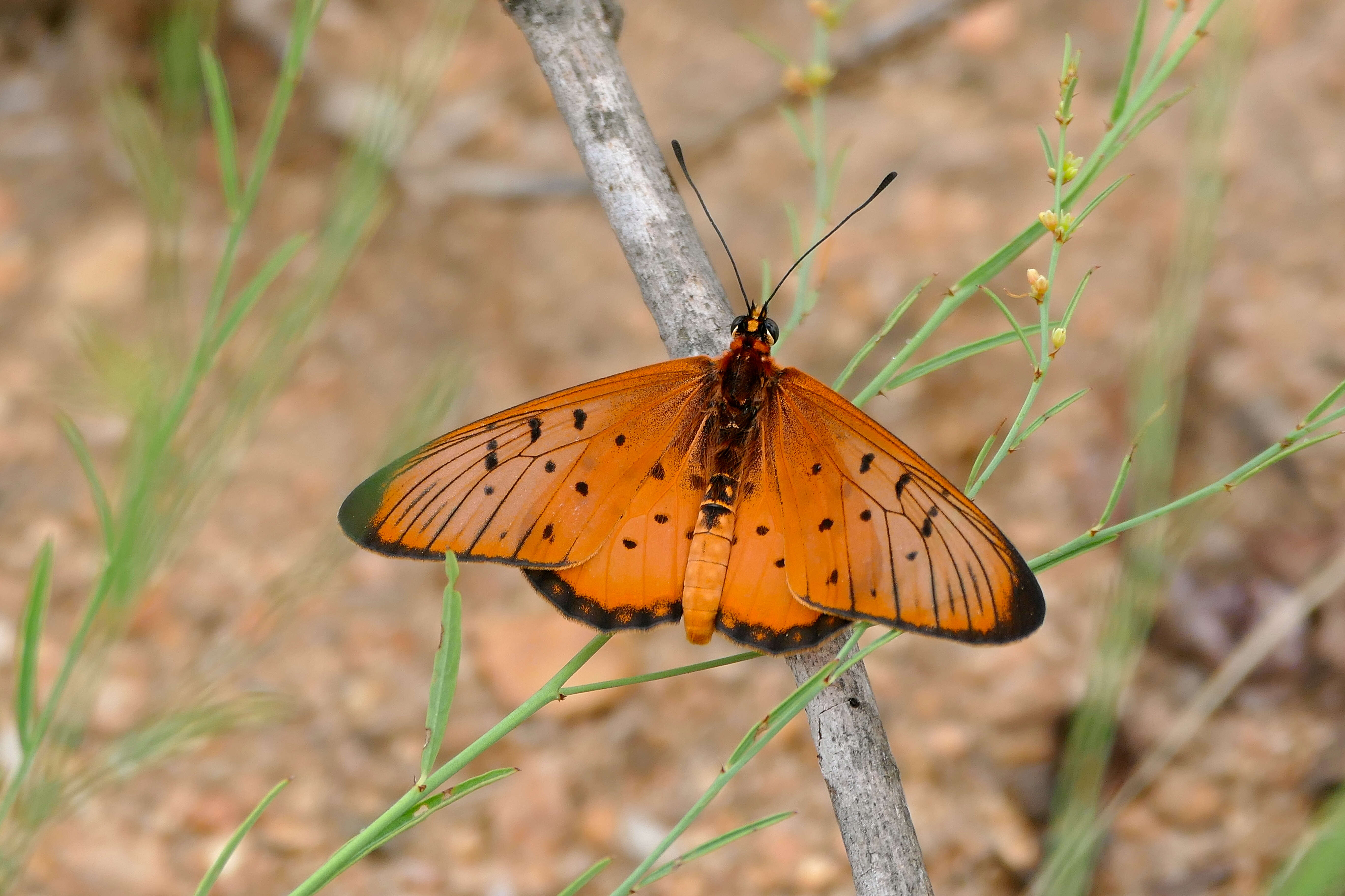 Image of Acraea oncaea Hopffer 1855