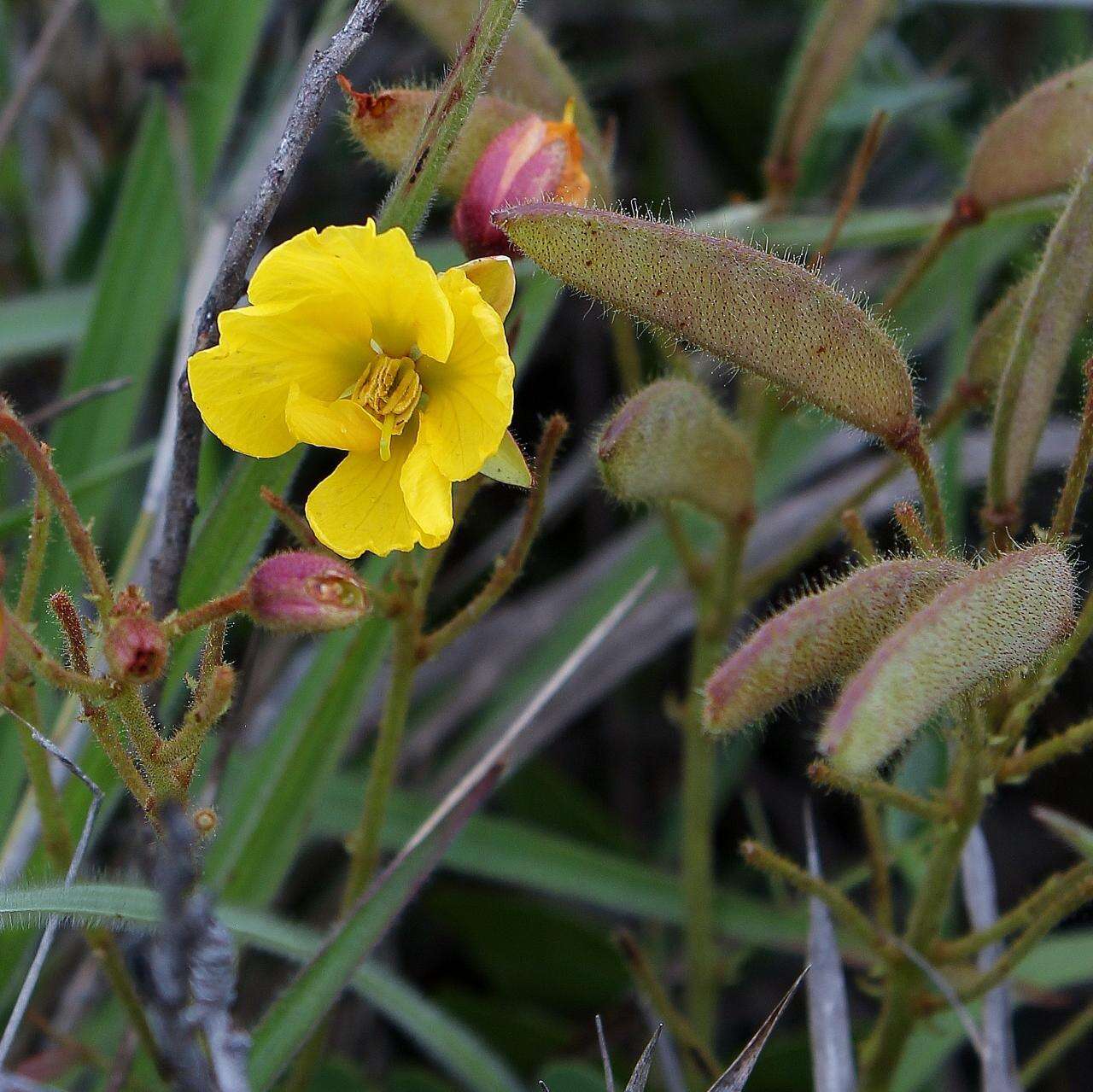 Image of Chamaecrista decumbens (Benth.) H. S. Irwin & Barneby