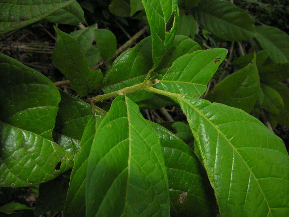 Image of Sloanea rugosa D. A. Smith