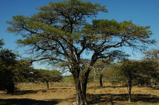 Image of mesquite