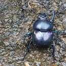 Image of Jekelius intermedius (Costa 1839)