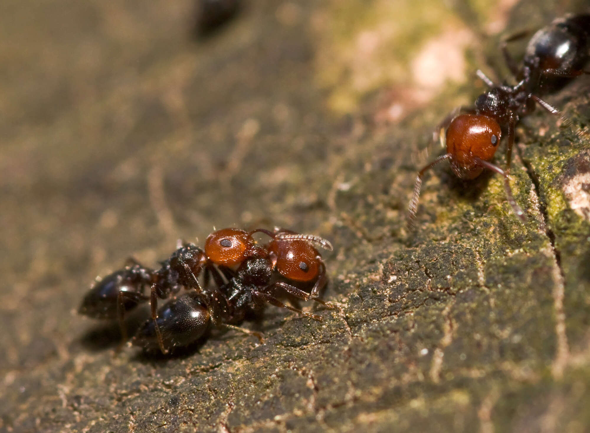 Image of Crematogaster scutellaris (Olivier 1792)