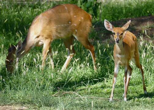 Image of Bushbuck