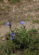 Image of chicory