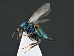 Image of ormyrid wasps