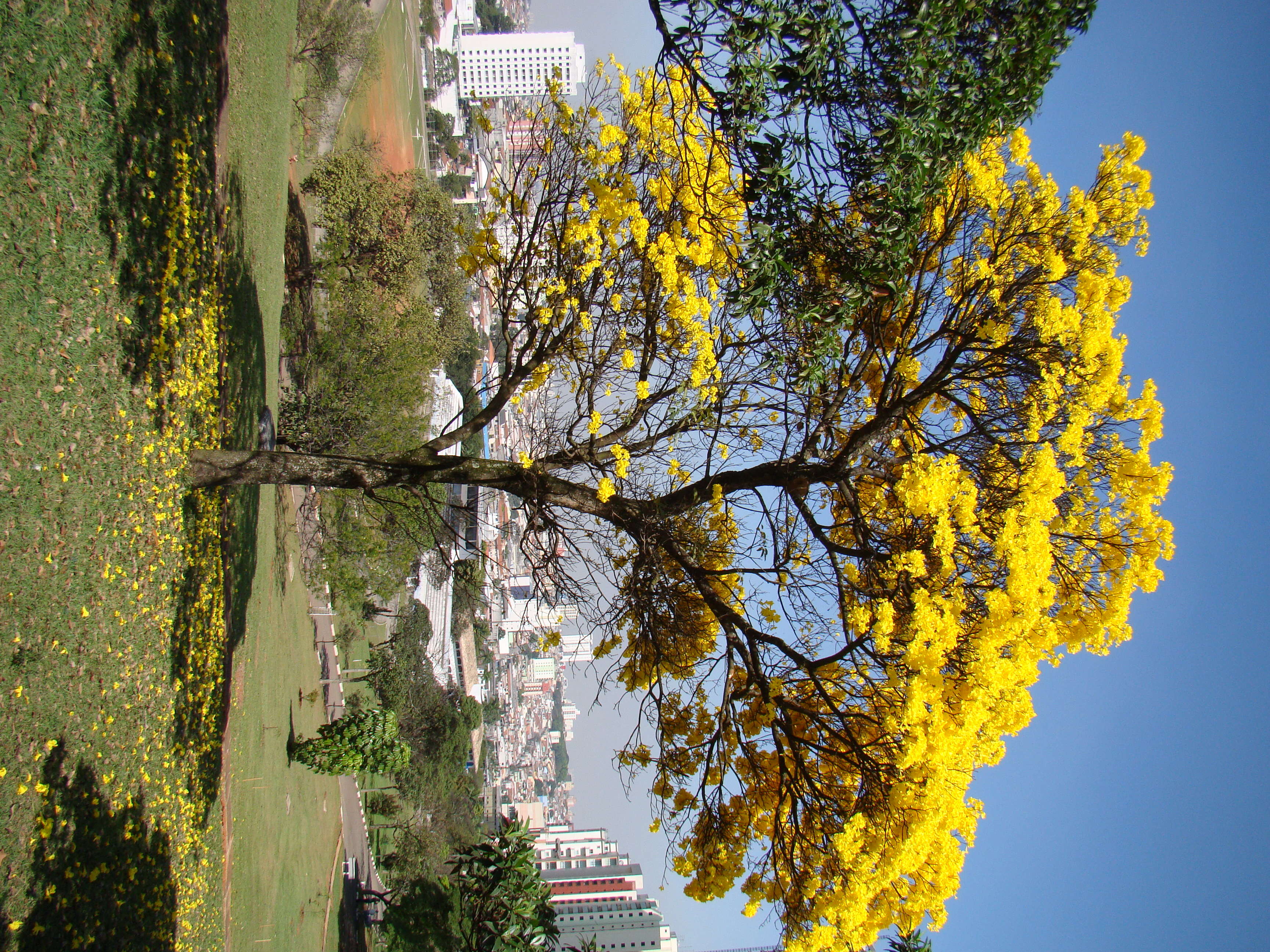 Image of Handroanthus ochraceus (Cham.) Mattos