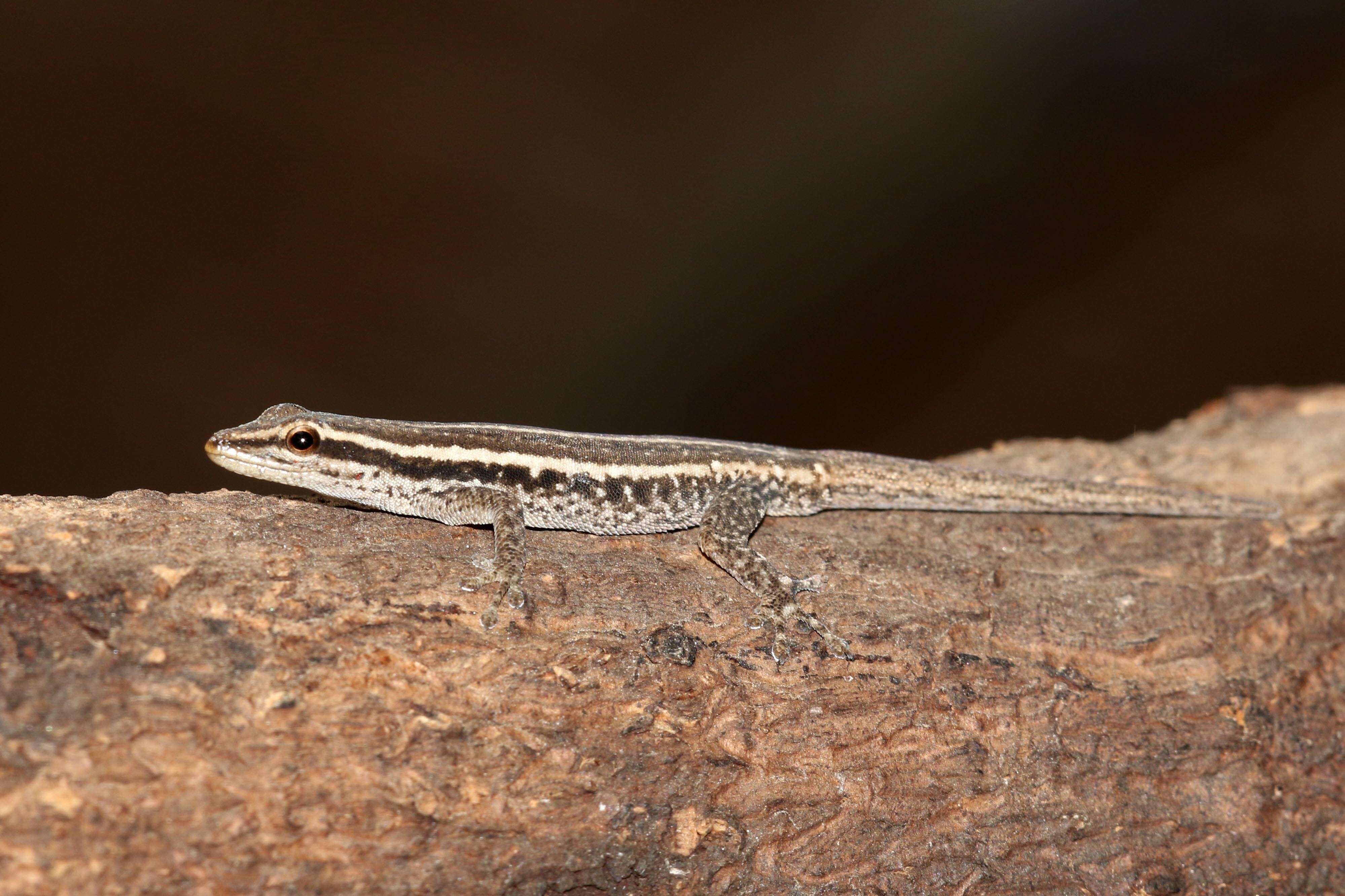 Image of Dwarf Geckos