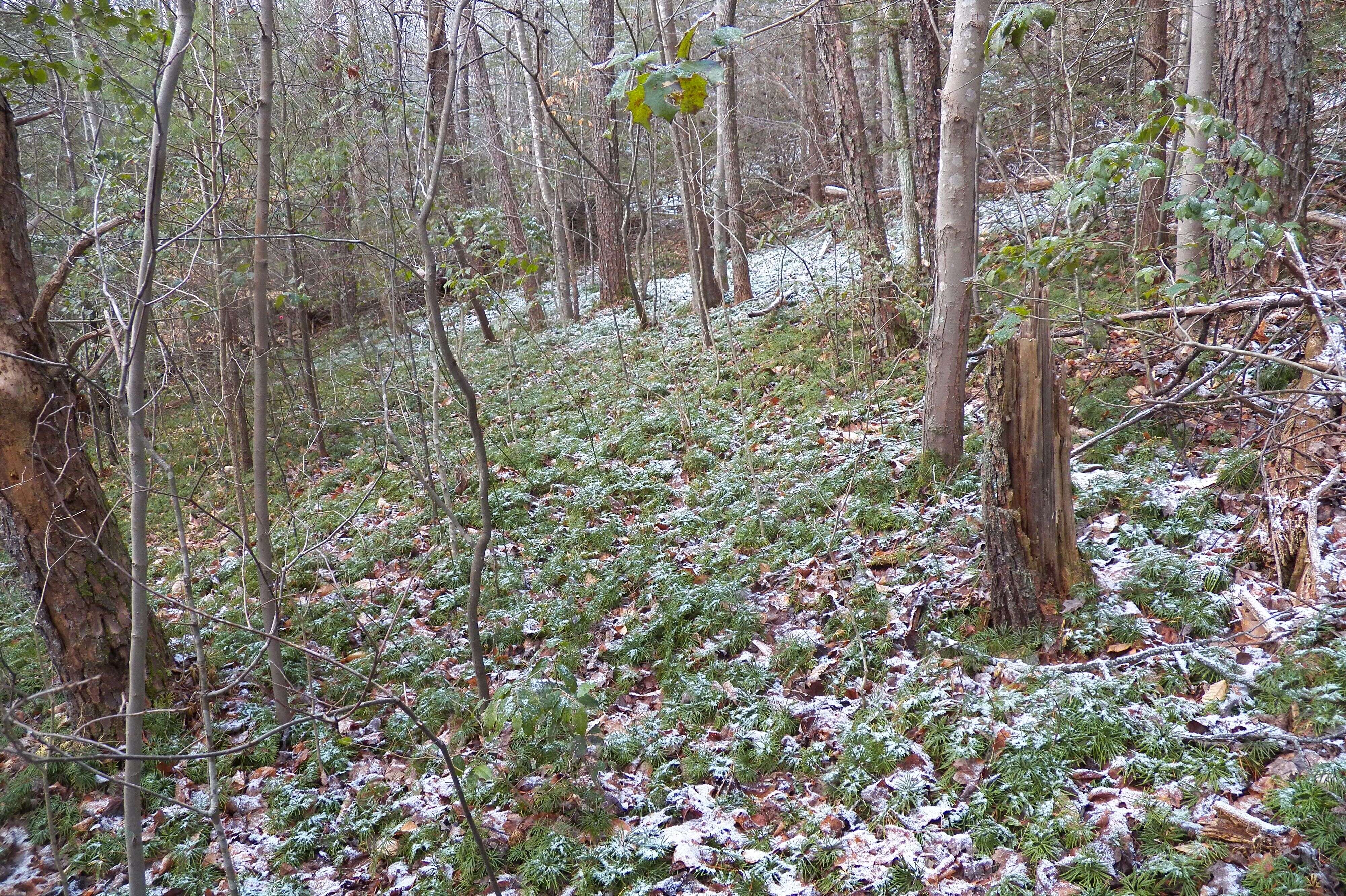 Image of Alpine Clubmosses