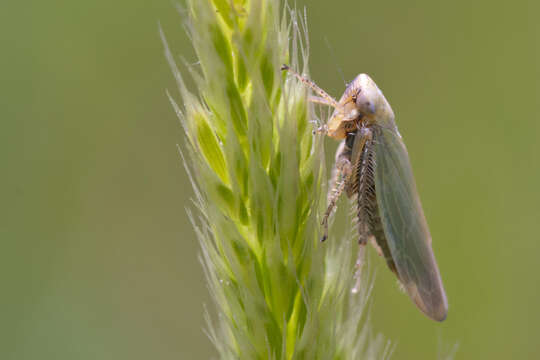 Image of Cicadella viridis (Linnaeus 1758)