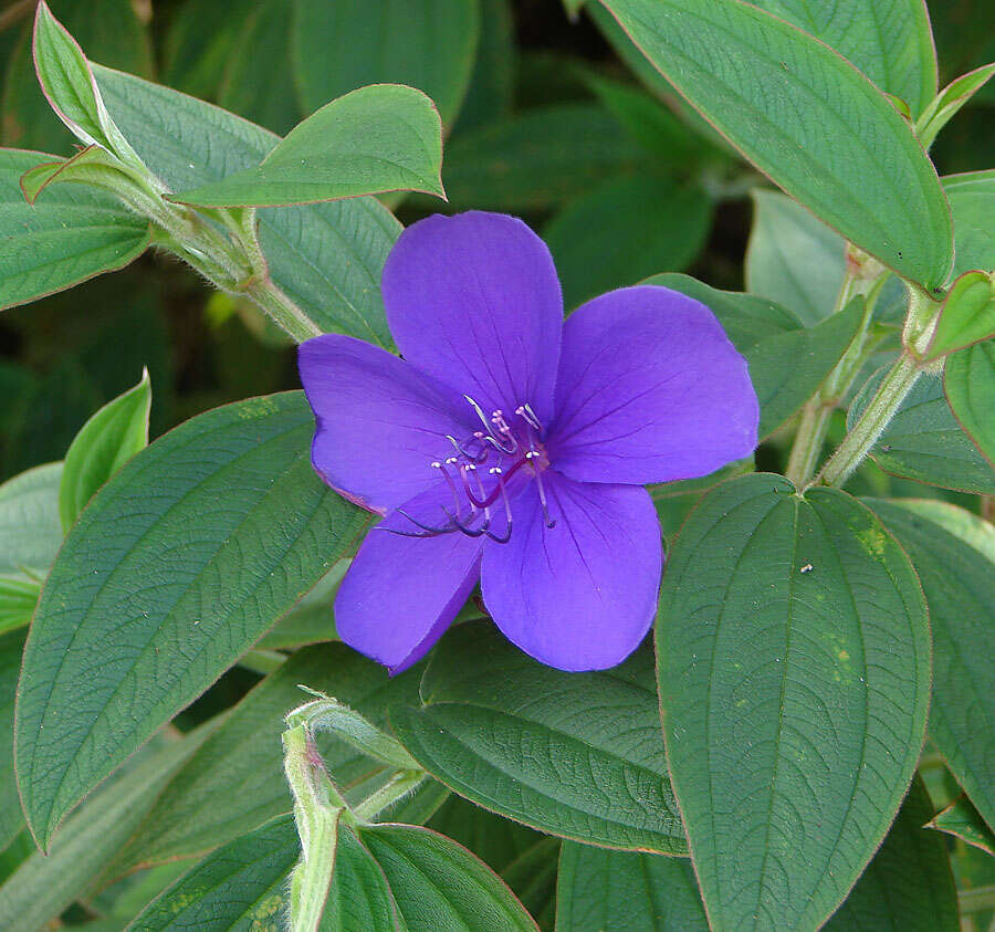 Imagem de Tibouchina