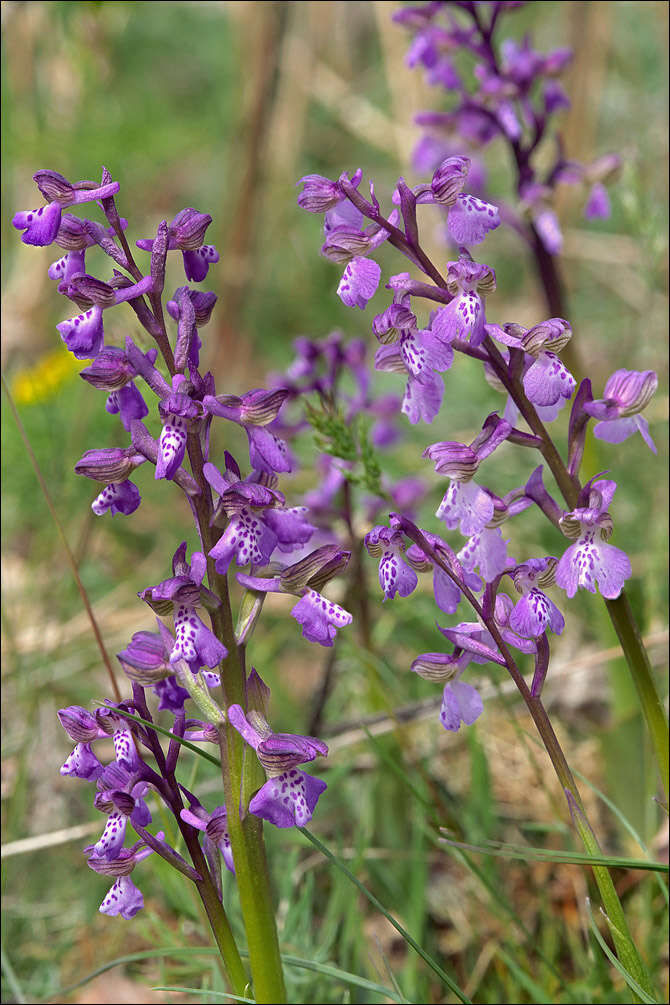 Image of Green-winged Orchid